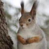 concerned squirrel